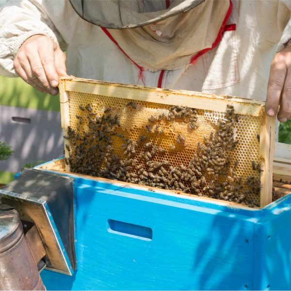 9 ΜΕΛΙΣΣΟΚΟΜΙΚΑ ΠΡΟΙΟΝΤΑ